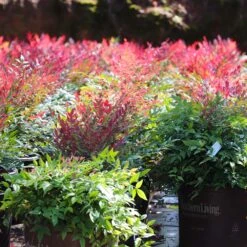 Obsession™ Nandina Shrub -Fast-Growing-Trees Shop Nandina Obsession 7 FGT