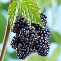 Natchez Blackberry - USDA Organic -Fast-Growing-Trees Shop Natchez Blackberry 450 D1 2d10d396 2e6b 40fe b6a8 e3eee63210b0