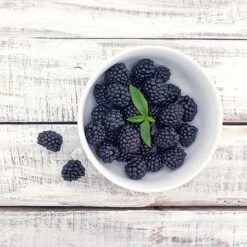 Natchez Blackberry - USDA Organic -Fast-Growing-Trees Shop Natchez Blackberry 450 D2 0d307a2a 8191 4fbc 945a f30e65af8cae