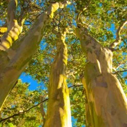 Natchez Crape Myrtle Tree -Fast-Growing-Trees Shop Natchez Crape Myrtle