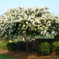Natchez Crape Myrtle Tree -Fast-Growing-Trees Shop Natchez Crape Myrtle 1 FGT
