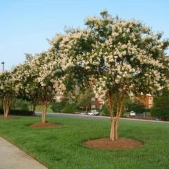 Natchez Crape Myrtle Tree -Fast-Growing-Trees Shop Natchez Crape Myrtle 8 FGT