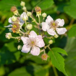Navaho Blackberry -Fast-Growing-Trees Shop Navaho Blackberry 1