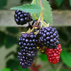 Navaho Blackberry -Fast-Growing-Trees Shop Navaho Blackberry 5