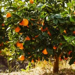 Navel Orange Tree -Fast-Growing-Trees Shop Navel Orange 1 FGT