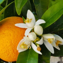 Navel Orange Tree -Fast-Growing-Trees Shop Navel Orange 4