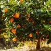Navel Orange Tree - USDA Organic -Fast-Growing-Trees Shop Navel Orange FGT 600x600 282a6b72 5524 4c0e be53 86a591cdf334