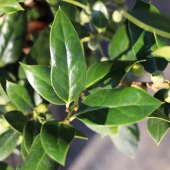 Needlepoint Holly -Fast-Growing-Trees Shop Needlepoint Holly 3