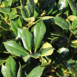 Needlepoint Holly -Fast-Growing-Trees Shop Needlepoint Holly 4