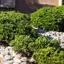 Needlepoint Holly -Fast-Growing-Trees Shop Needlepoint Holly 5