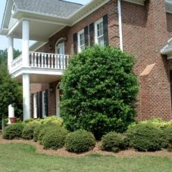 Nellie Stevens Holly -Fast-Growing-Trees Shop Nellie Stevens Holly 4 FGT