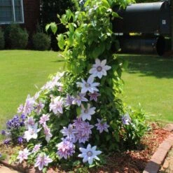 Nelly Moser Clematis Vine -Fast-Growing-Trees Shop Nely Moser Clematis 3