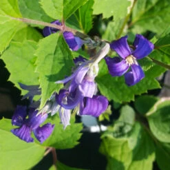 New Love Clematis Shrub 13 New Love Clematis Shrub -Fast-Growing-Trees Shop New Love clematis 1