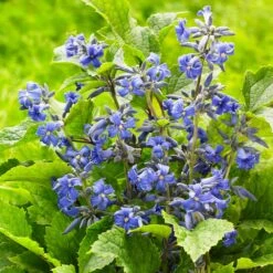 New Love Clematis Shrub 11 New Love Clematis Shrub -Fast-Growing-Trees Shop New Love clematis 3