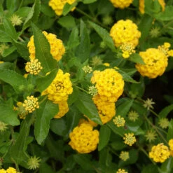 New Gold Lantana -Fast-Growing-Trees Shop New gold Lantana 3