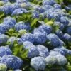 Nikko Blue Hydrangea -Fast-Growing-Trees Shop Nikko Blue Hydrangea FGT 600x600 6900873b 2306 471d 9456 2b382bfd0b17