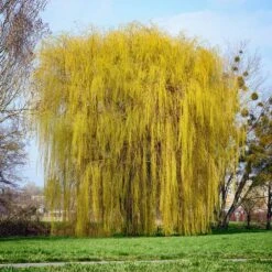 Niobe Golden Weeping Willow -Fast-Growing-Trees Shop Niobe weeping willow 1