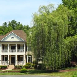 Niobe Golden Weeping Willow -Fast-Growing-Trees Shop Niobe weeping willow 3