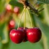 North Star Cherry -Fast-Growing-Trees Shop North Star Cherry FGT 600x600 f9ce0221 4058 4c71 aa0e a811541a82ea