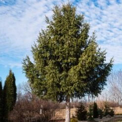 Norway Spruce Tree -Fast-Growing-Trees Shop Norway Spruce 2 FGT