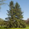 Norway Spruce Tree 2 Norway Spruce Tree -Fast-Growing-Trees Shop Norway Spruce 600x600 FGT