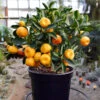 Nules Clementine Bush 1 Nules Clementine Bush -Fast-Growing-Trees Shop Nules Clementine bush 600x600 9069d3d3 0a54 4b6e baab 769fd4a1c8f4