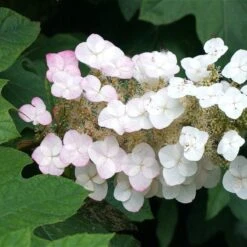 Oakleaf Hydrangea Shrub -Fast-Growing-Trees Shop OAKLEAF FGT THUMB a396bc6d 9d3c 49ac 82c6 f1db3d28bb3d