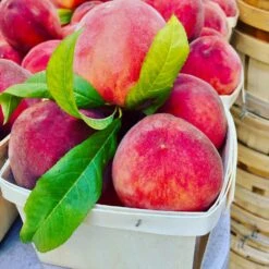 O'Henry Peach Tree -Fast-Growing-Trees Shop OHenry Peach 3