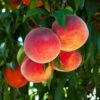 O'Henry Peach Tree 2 O'Henry Peach Tree -Fast-Growing-Trees Shop OHenry Peach FGT 600x600 3015dfaa 040e 4d98 a3bb e5116b69dcc7