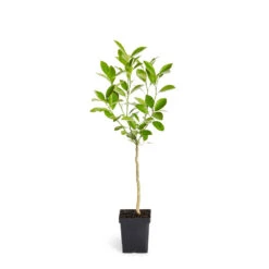 Calamondin Tree -Fast-Growing-Trees Shop ORG CAL 12 1QT