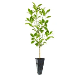 Calamondin Tree -Fast-Growing-Trees Shop ORG CAL 23 C
