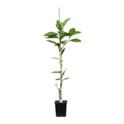 Valencia Orange Tree 15 Valencia Orange Tree -Fast-Growing-Trees Shop ORG VOG 12 1QT