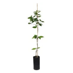 Valencia Orange Tree 16 Valencia Orange Tree -Fast-Growing-Trees Shop ORG VOG 23 C