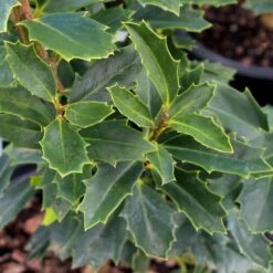 Oak Leaf™ Holly Tree 8 Oak Leaf™ Holly Tree -Fast-Growing-Trees Shop Oak Leaf Holly 3