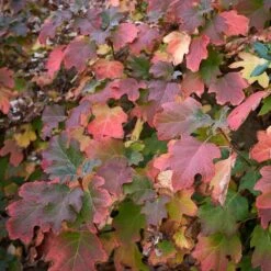 Oakleaf Hydrangea Shrub -Fast-Growing-Trees Shop Oakleaf Hydrangea 2 FGT