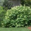 Oakleaf Hydrangea Shrub -Fast-Growing-Trees Shop Oakleaf Hydrangea FGT 600x600 d2944eba ae70 47b7 8382 af278ed9c7a7