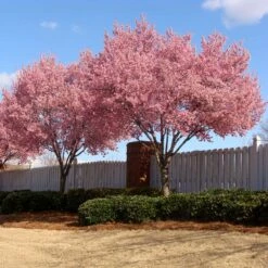 Okame Cherry Tree -Fast-Growing-Trees Shop Okame Cherry 02 FGT