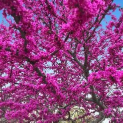 Oklahoma Redbud 11 Oklahoma Redbud -Fast-Growing-Trees Shop Oklahoma Redbud 3