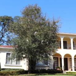 Oliana Olive Tree -Fast-Growing-Trees Shop Oliana Olive 2