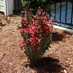 Orange Rocket Barberry Shrub -Fast-Growing-Trees Shop Orange Rocket Barberry 5 FGT