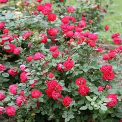 Oso Easy® Double Red Rose -Fast-Growing-Trees Shop Oso Double Red Rose 1