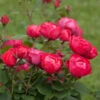 Oso Easy® Double Red Rose -Fast-Growing-Trees Shop Oso Double Red Rose 2 600x600 b585947e 509f 4e63 b94a b06c884252b5