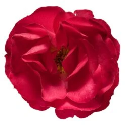Oso Easy® Double Red Rose -Fast-Growing-Trees Shop Oso Double Red Rose 3