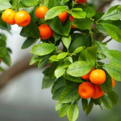 Owari Satsuma Mandarin Tree 9 Owari Satsuma Mandarin Tree -Fast-Growing-Trees Shop Owari Satsuma Mandarin 3