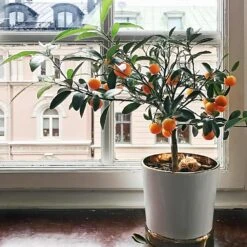 Page Mandarin Tree 8 Page Mandarin Tree -Fast-Growing-Trees Shop Page Mandarin Tree 1 FGT