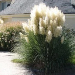 Pampas Grass -Fast-Growing-Trees Shop Pampas Grass 4 FGT