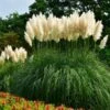 Pampas Grass -Fast-Growing-Trees Shop Pampas Grass FGT 600x600 436bbafb 3875 4ed1 ac01 b037b42f7a7d