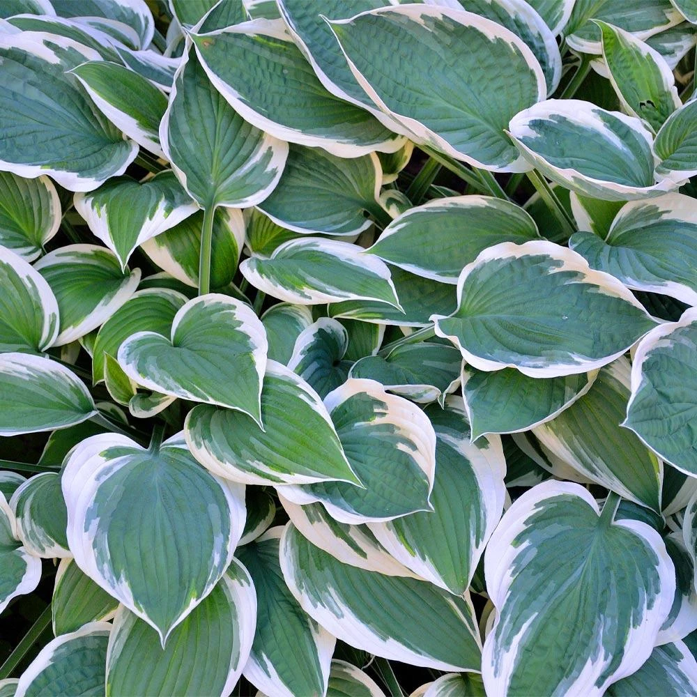 Patriot Hosta Plant 5 Patriot Hosta Plant - Image 3
