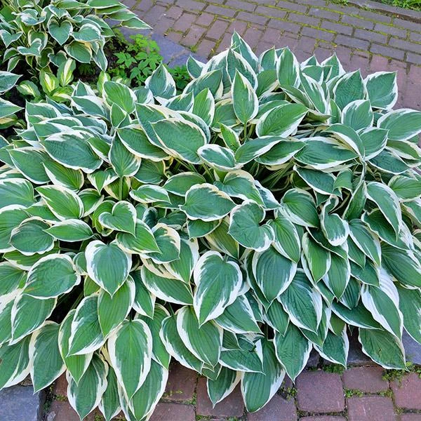 Patriot Hosta Plant 3 Patriot Hosta Plant