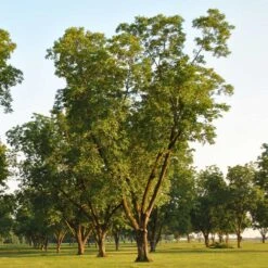 Pawnee Pecan Tree 8 Pawnee Pecan Tree -Fast-Growing-Trees Shop Pawnee Pecan 5 FGT